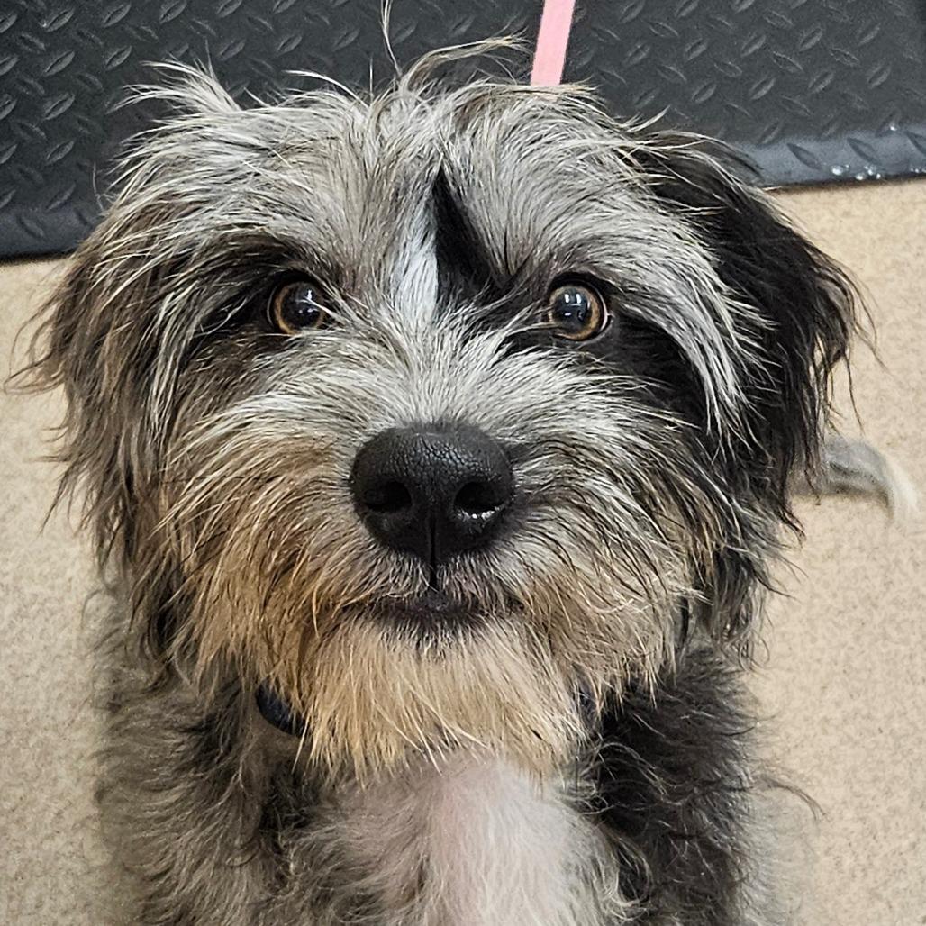 Blu, Adoptable, Young Female Shih Tzu & Bluetick Coonhound.