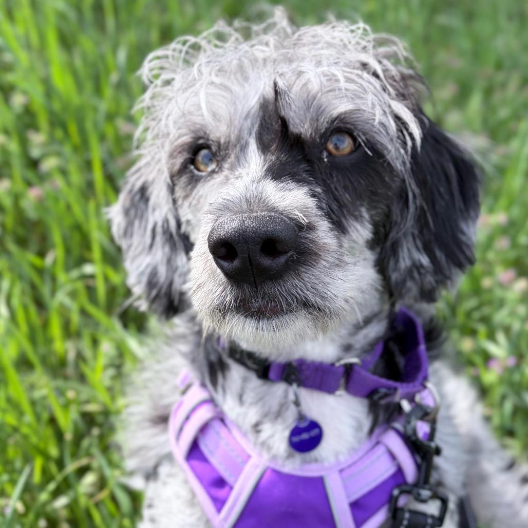 Enlarge Blu, a Adoptable mixed breed in Zanesville, OH image 2/6