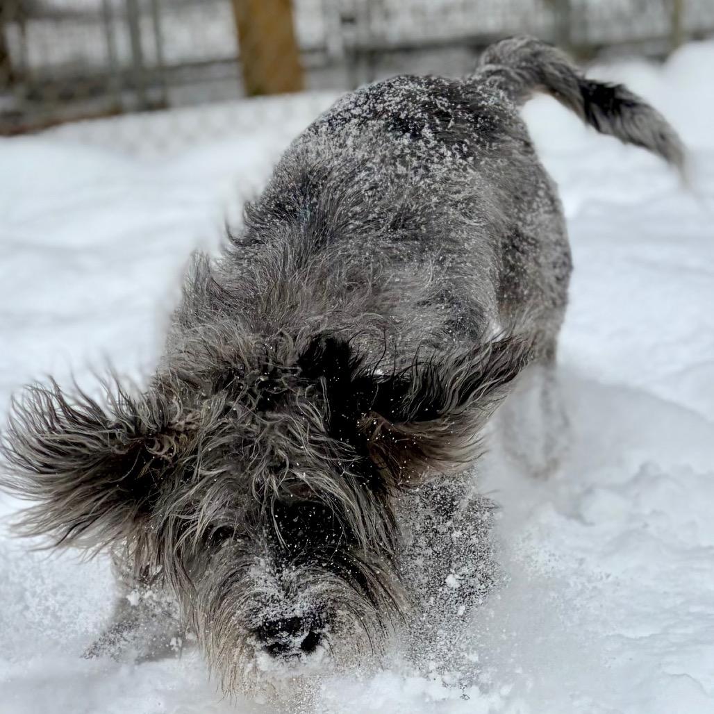 Enlarge Blu, a Adoptable mixed breed in Zanesville, OH image 3/6