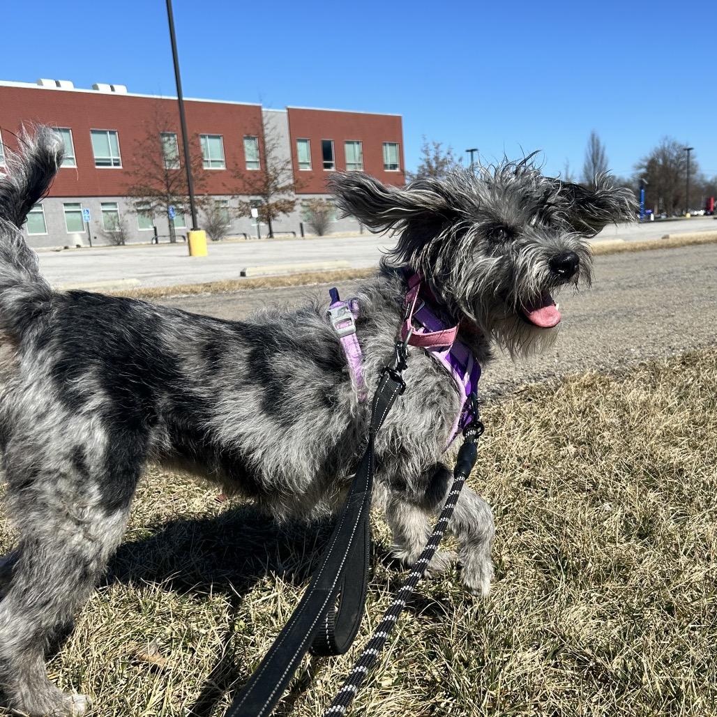 Enlarge Blu, a Adoptable mixed breed in Zanesville, OH image 4/6