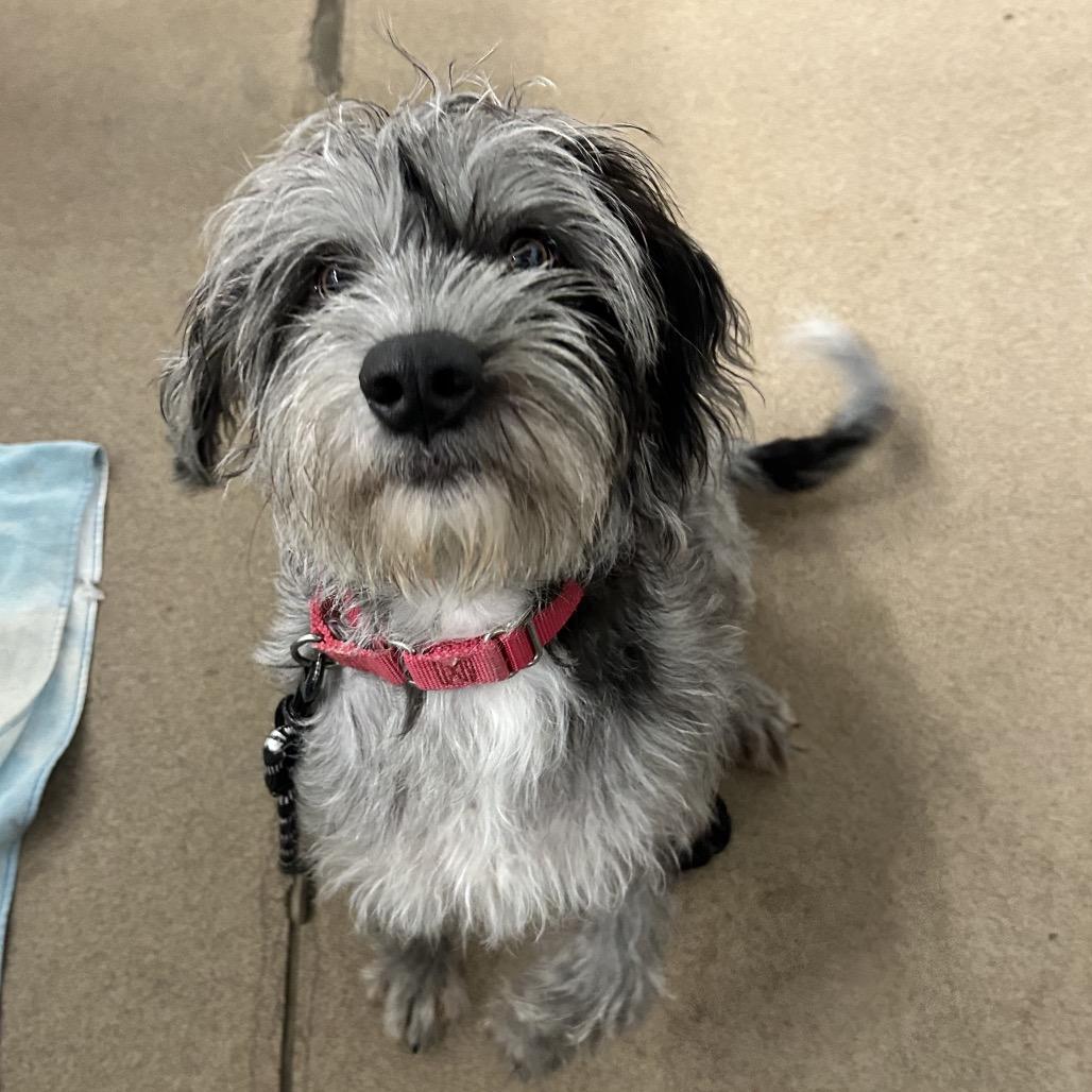 Enlarge Blu, a Adoptable mixed breed in Zanesville, OH image 6/6