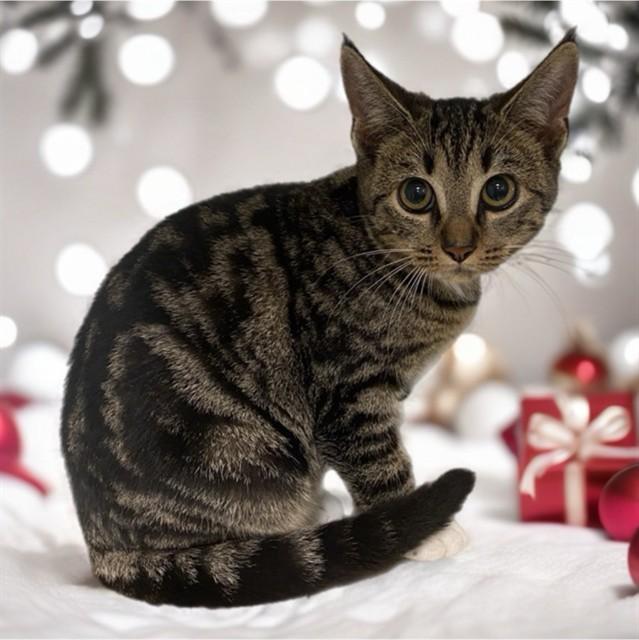 PUDDING PUFF, Adoptable, Young Female Domestic Short Hair.