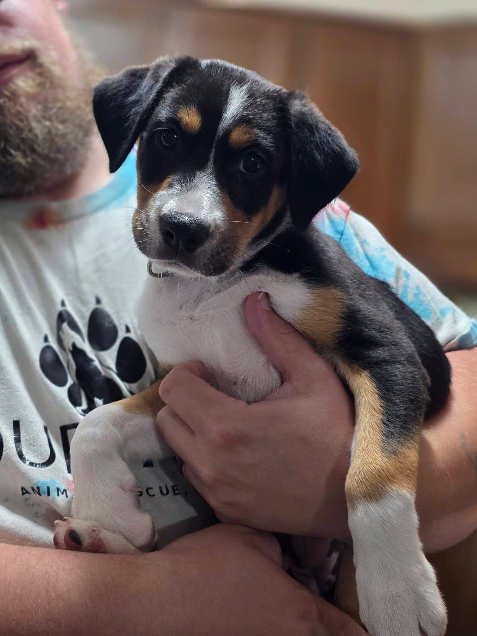 Pippa, Adopted, Puppy Female Australian Shepherd.