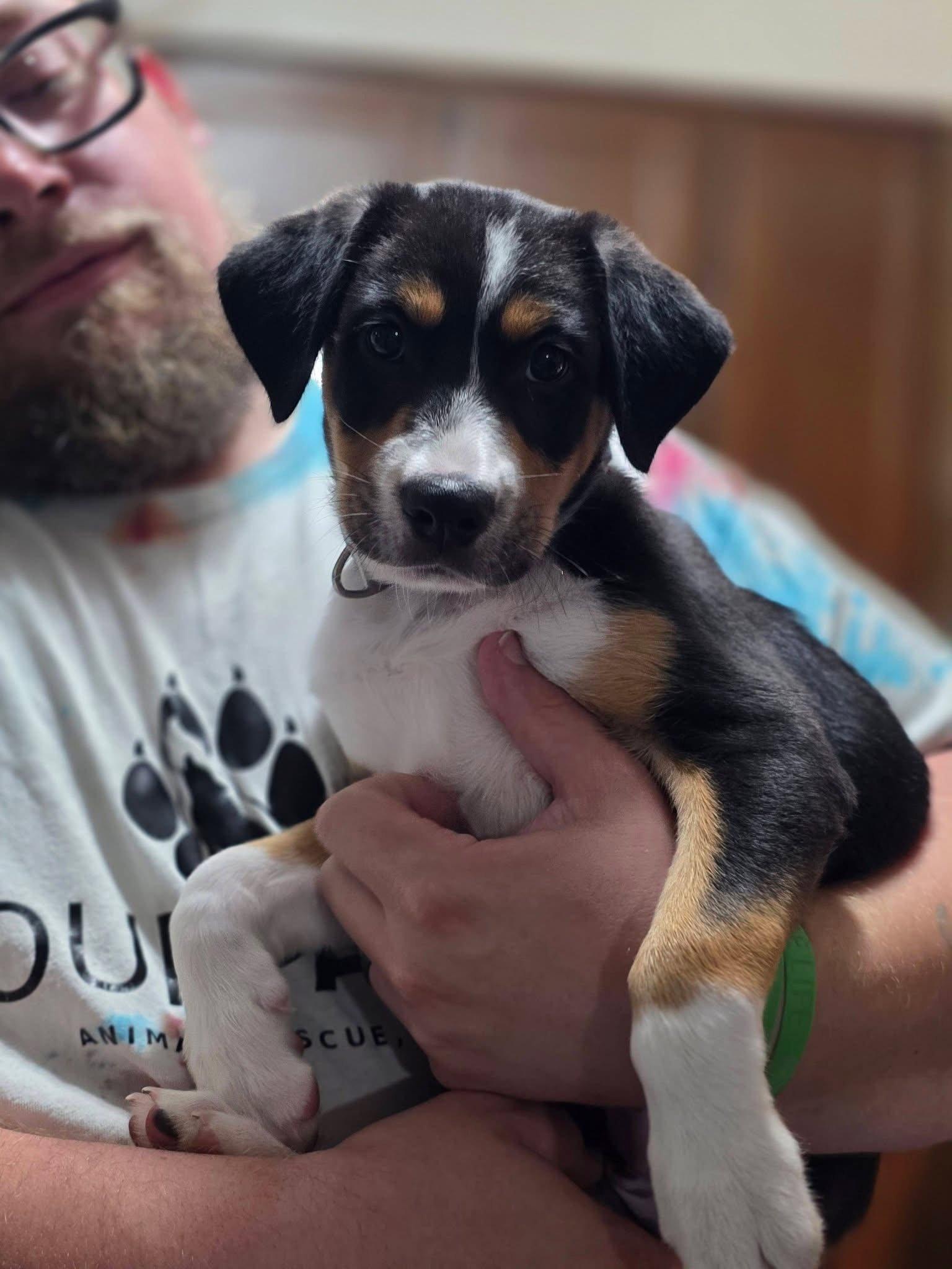 Enlarge Pippa, a Adopted Australian Shepherd in New London, WI image 2/3