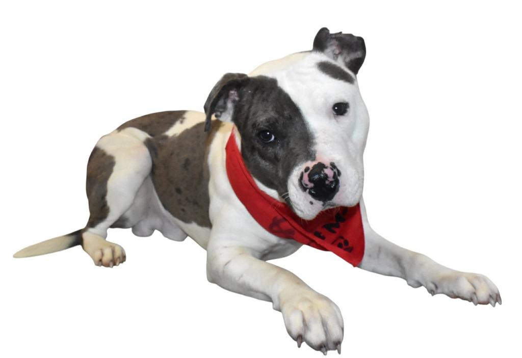 Enlarge Pebbles, a Adoptable Terrier in Springfield, OH image 2/6