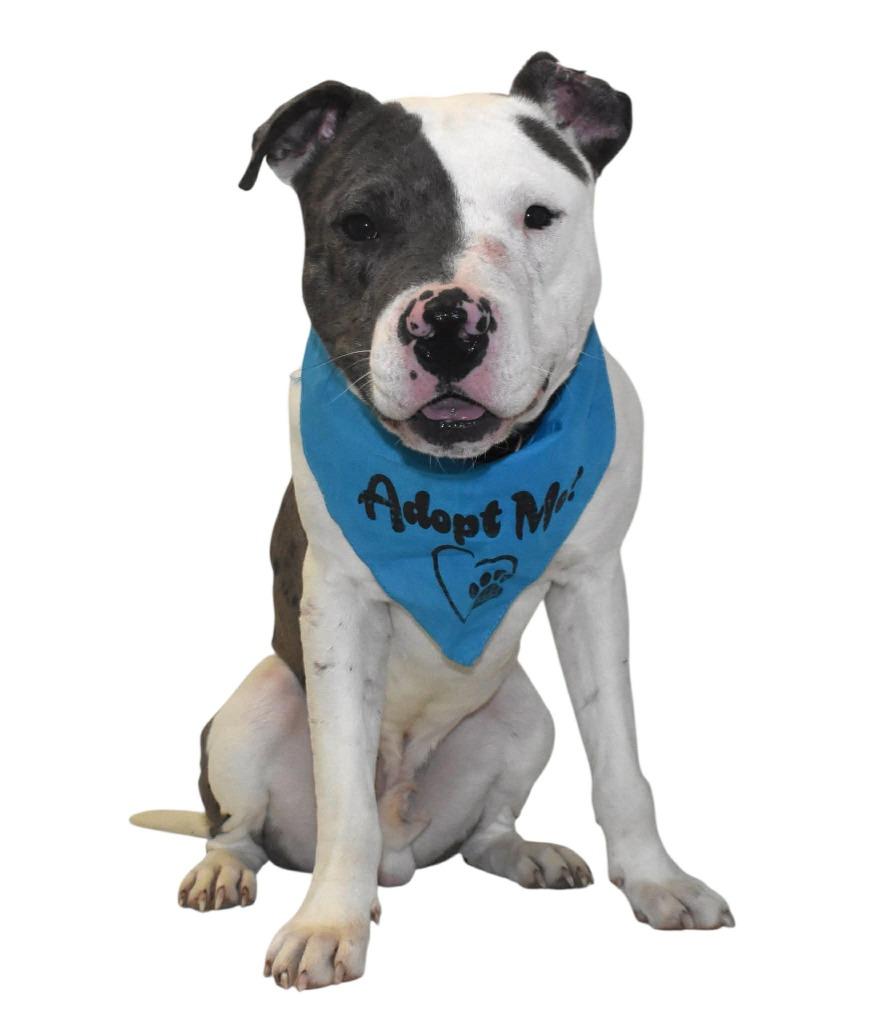 Pebbles, a Adoptable Terrier in Springfield, OH image 3/6