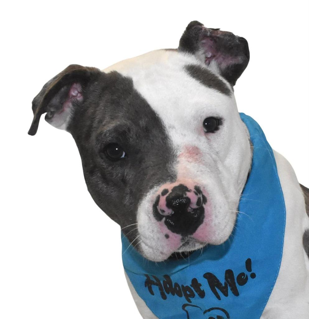 Pebbles, a Adoptable Terrier in Springfield, OH image 4/6