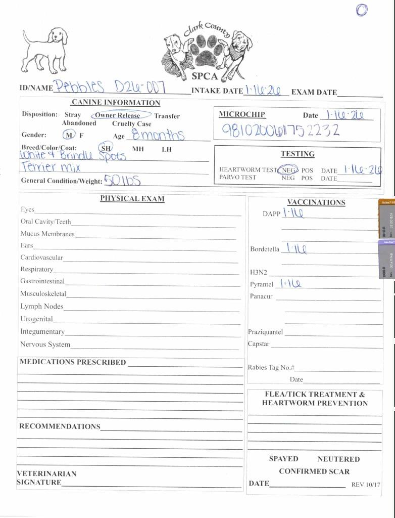 Enlarge Pebbles, a Adoptable Terrier in Springfield, OH image 6/6