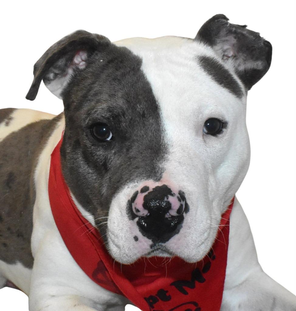 Pebbles, a Adoptable Terrier in Springfield, OH image 5/6