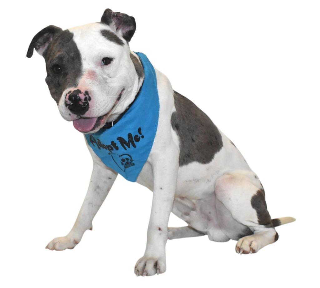 Pebbles, a Adoptable Terrier in Springfield, OH image 6/6