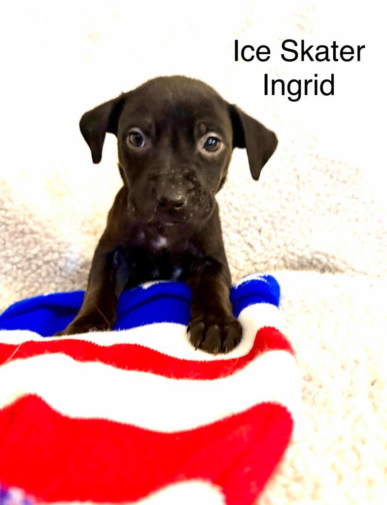 Enlarge Ice Skater Ingrid, a Adoptable mixed breed in Cloquet, MN image 1/5