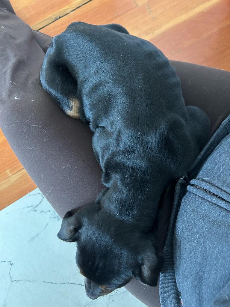 Enlarge Ice Skater Ingrid, a Adoptable mixed breed in Cloquet, MN image 3/5