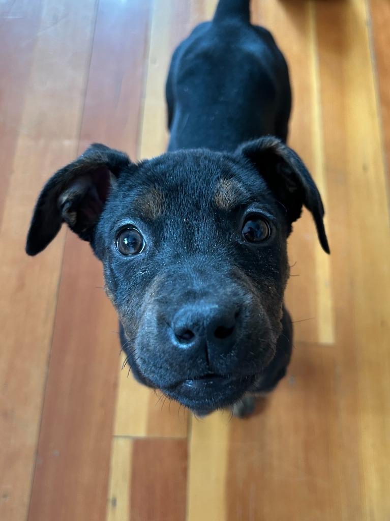 Enlarge Ice Skater Ingrid, a Adoptable mixed breed in Cloquet, MN image 4/5