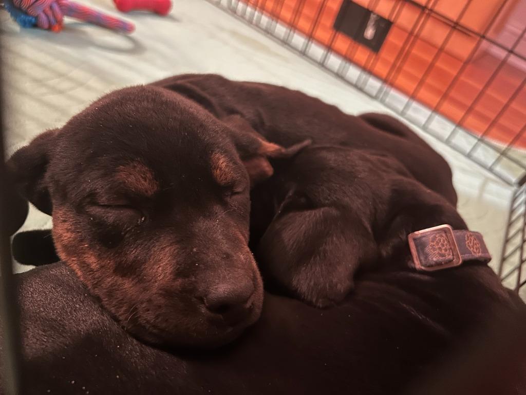 Enlarge Ice Skater Ingrid, a Adoptable mixed breed in Cloquet, MN image 5/5