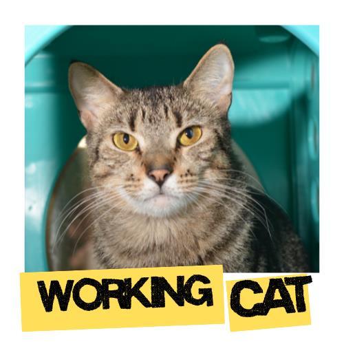 ELIZA, Adoptable, Young Female Domestic Short Hair.