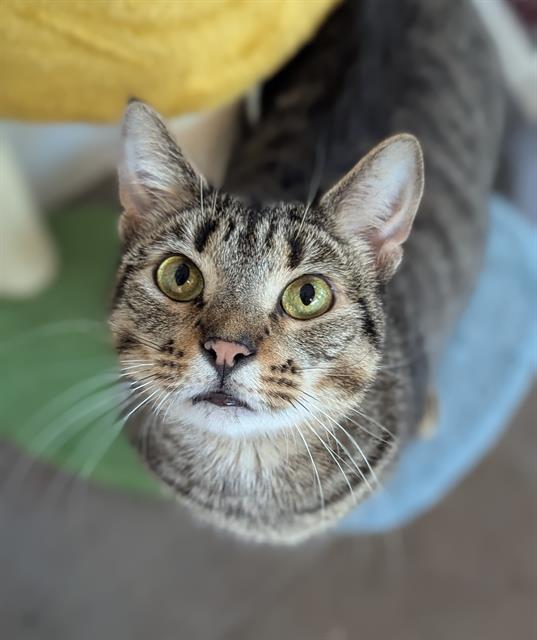 ELIZA, Adoptable, Young Female Domestic Short Hair.