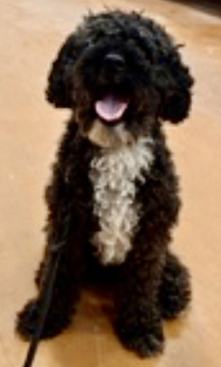 CIVIC, a Adoptable mixed breed image 1/3