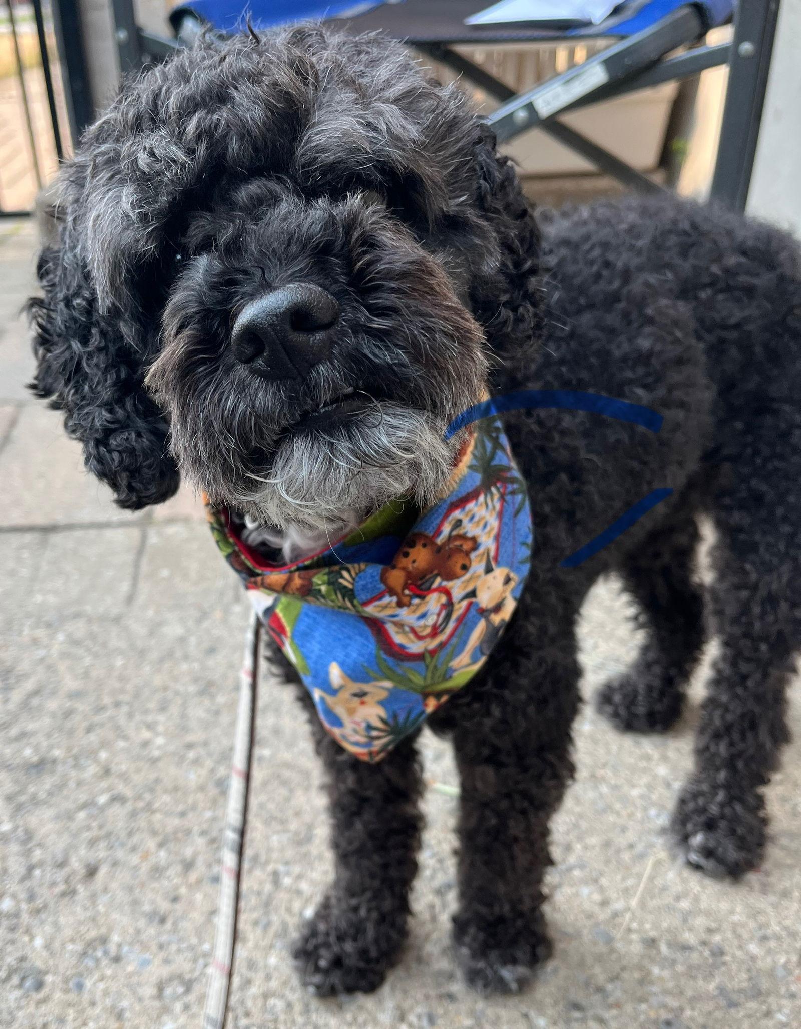 CIVIC, Adoptable, Adult Male Cockapoo & Bichon Frise.