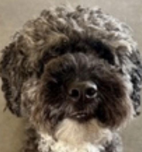 CIVIC, a Adoptable mixed breed image 3/3