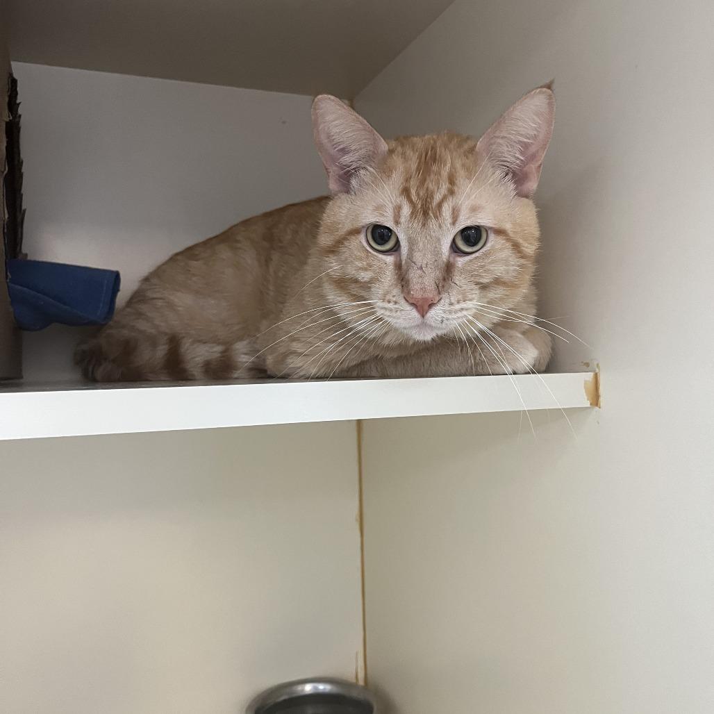 Garfield — thumbnail 2