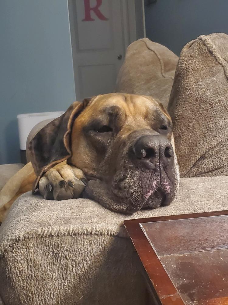 Enlarge Penny (bonded w/ Misty!), a Adoptable mixed breed in Wendell, NC image 1/3