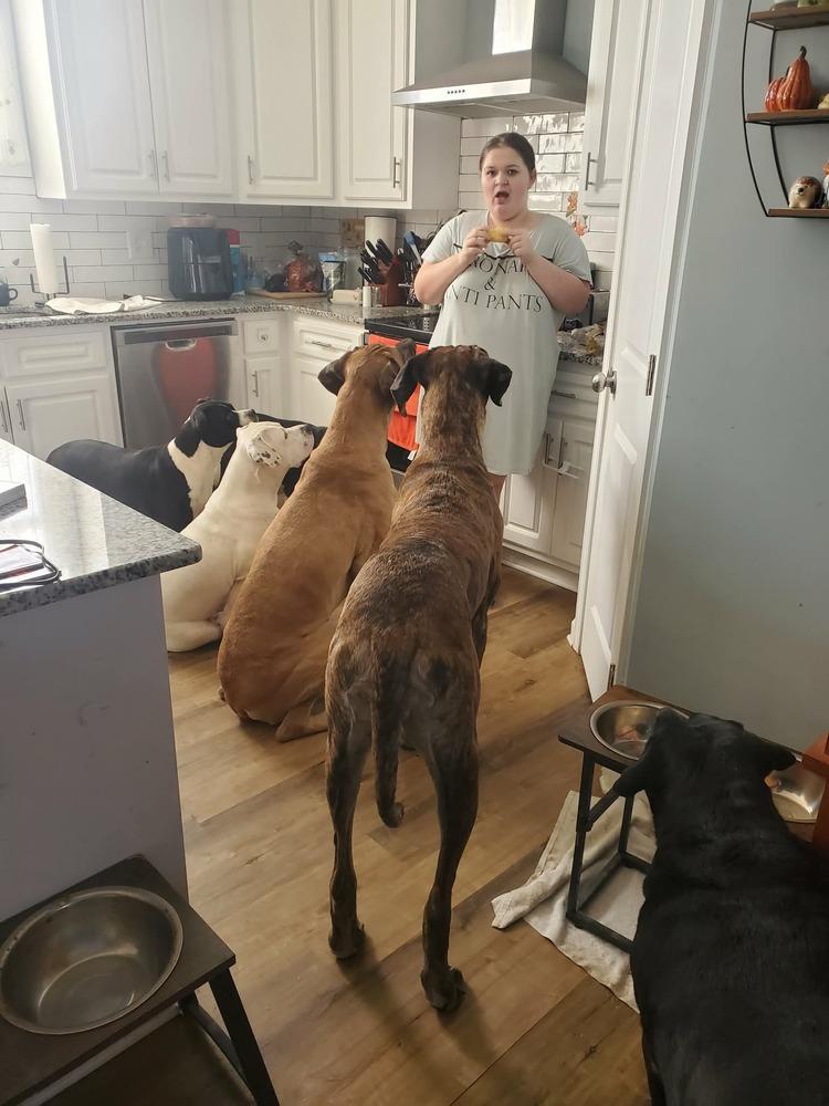 Enlarge Penny (bonded w/ Misty!), a Adoptable mixed breed in Wendell, NC image 2/3