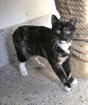 Enlarge Peaches, a Adoptable Domestic Short Hair in Rossville, TN image 1/6