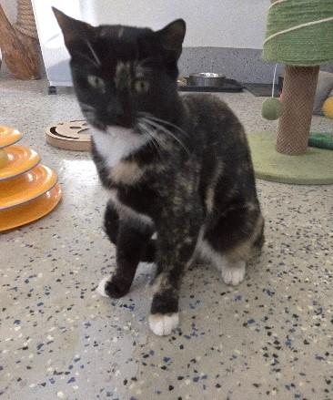 Enlarge Peaches, a Adoptable Domestic Short Hair in Rossville, TN image 5/6