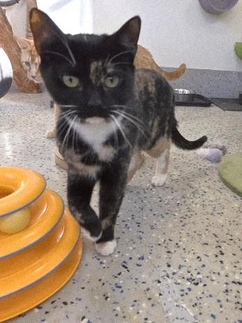 Enlarge Peaches, a Adoptable Domestic Short Hair in Rossville, TN image 3/6