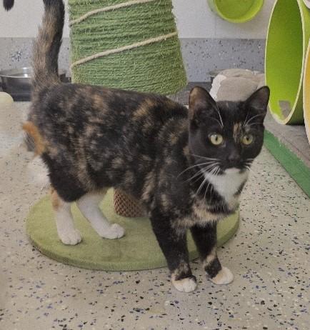 Enlarge Peaches, a Adoptable Domestic Short Hair in Rossville, TN image 2/6