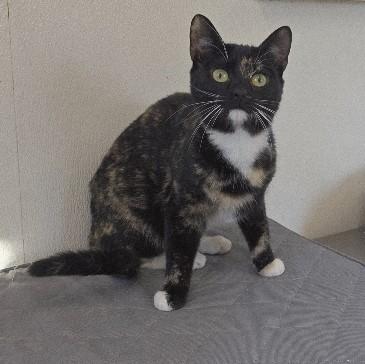 Enlarge Peaches, a Adoptable Domestic Short Hair in Rossville, TN image 4/6