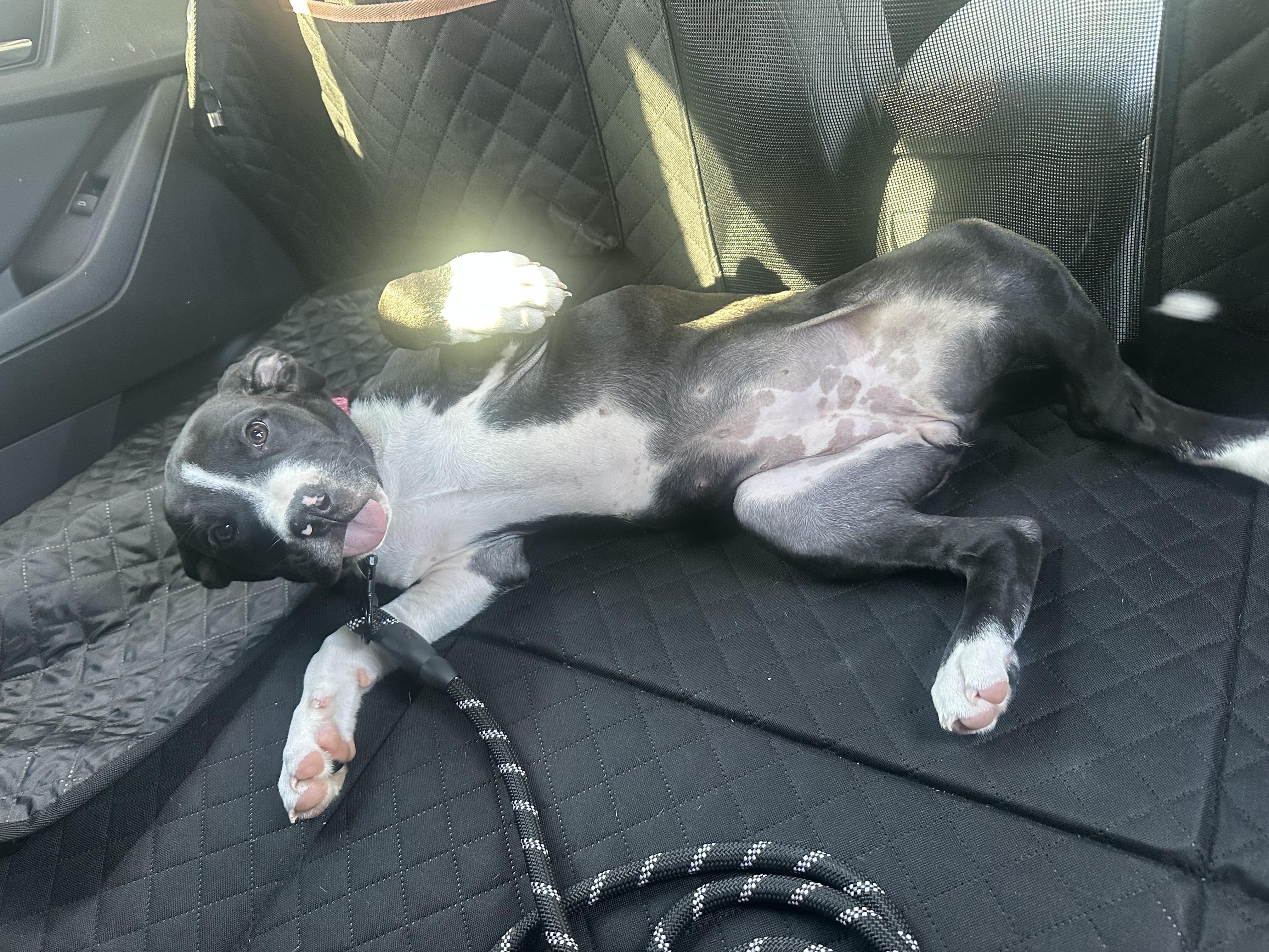 Enlarge Birdie (Puppy), a Adopted mixed breed in Troy, MI image 1/6