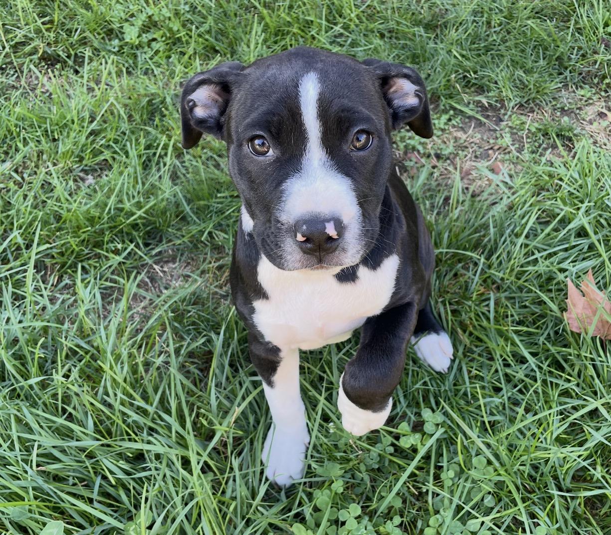 Enlarge Birdie (Puppy), a Adopted mixed breed in Troy, MI image 2/6
