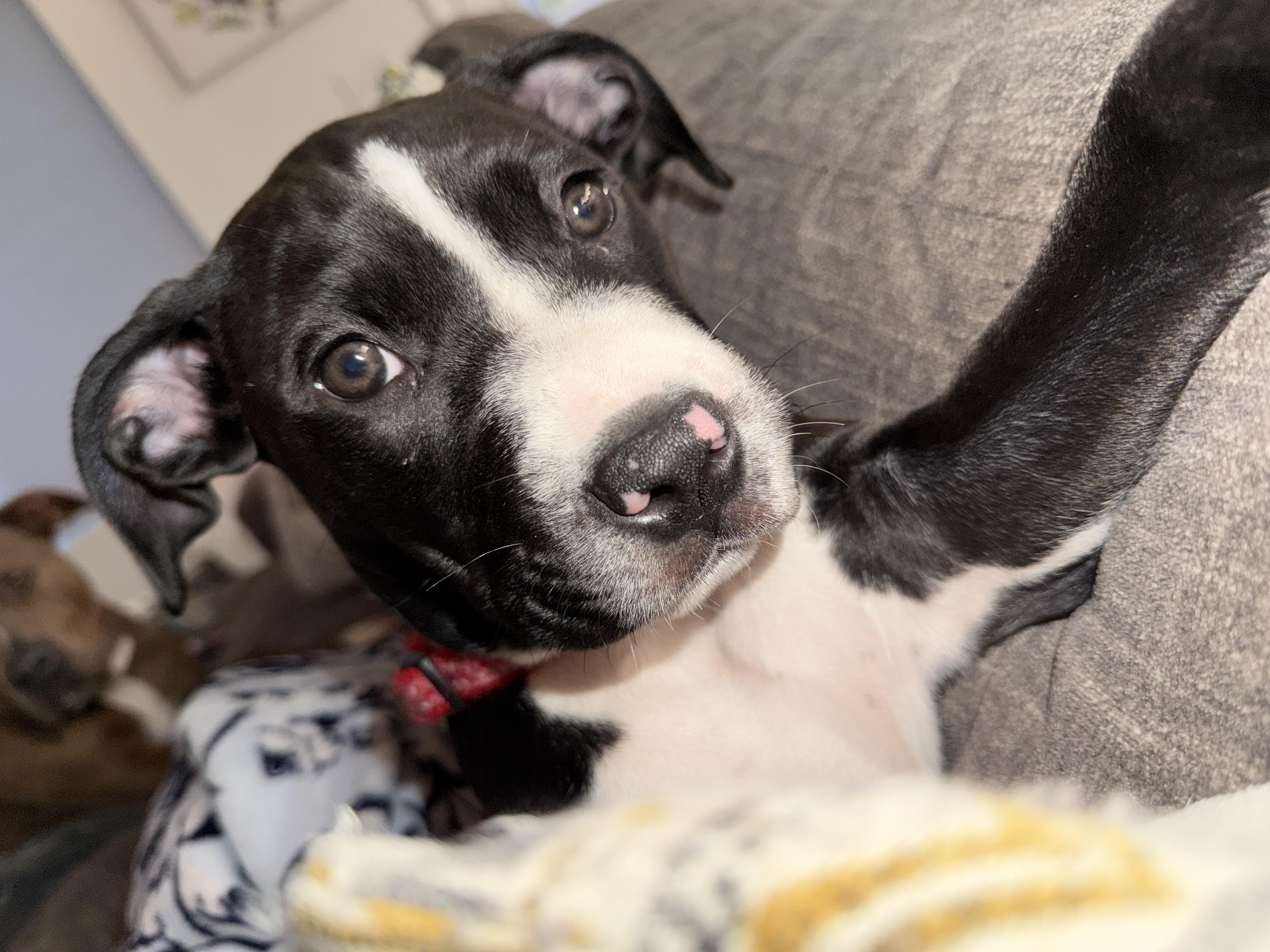 Enlarge Birdie (Puppy), a Adopted mixed breed in Troy, MI image 3/6