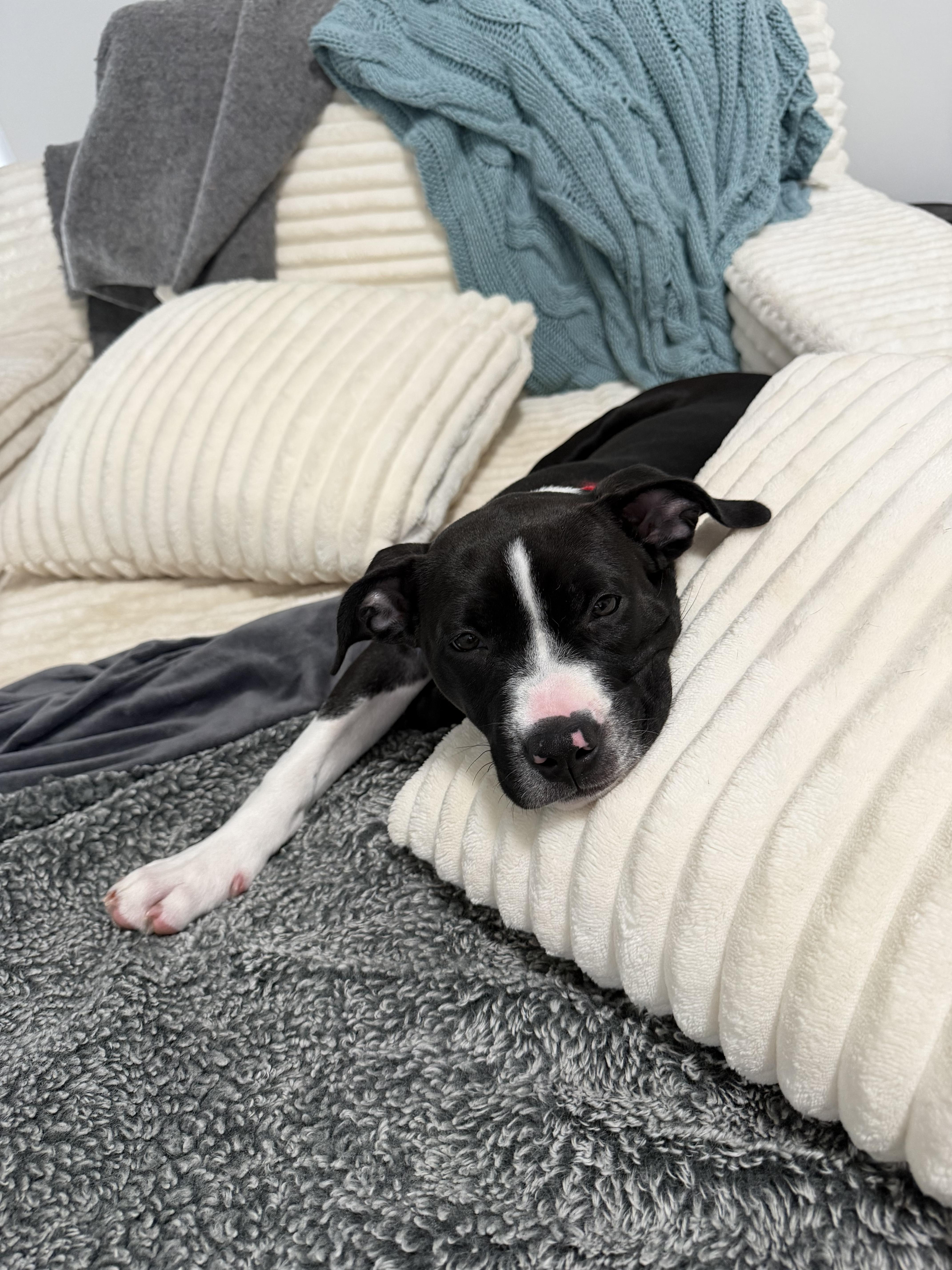 Enlarge Birdie (Puppy), a Adopted mixed breed in Troy, MI image 4/6