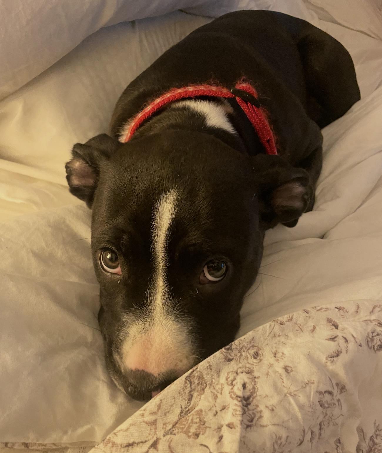 Enlarge Birdie (Puppy), a Adopted mixed breed in Troy, MI image 5/6