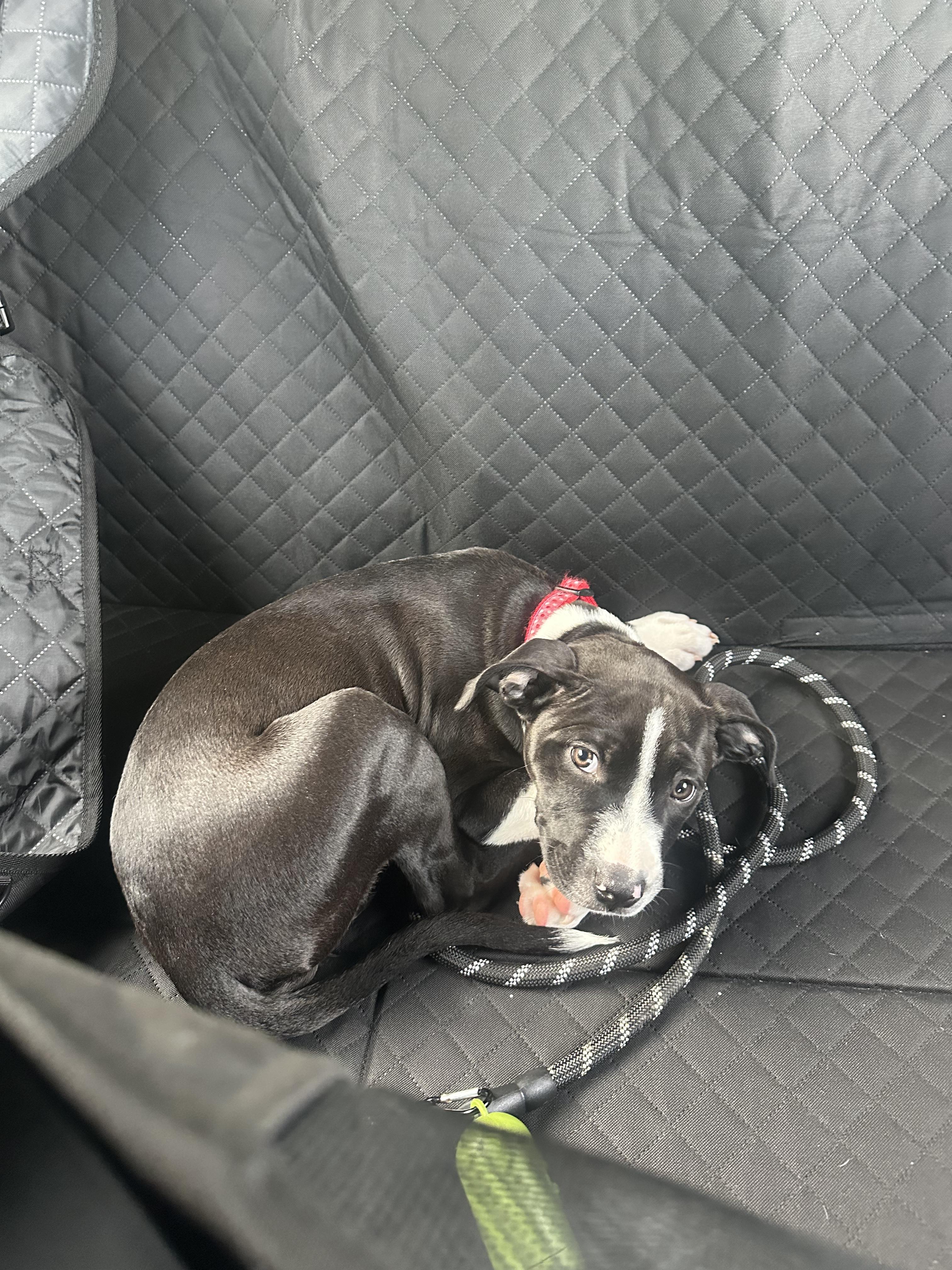Enlarge Birdie (Puppy), a Adopted mixed breed in Troy, MI image 6/6