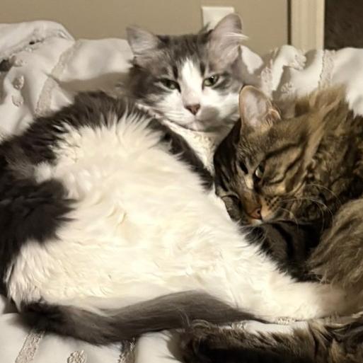 Enlarge Zoey, a Adoptable Domestic Long Hair in Granby, MO image 1/4