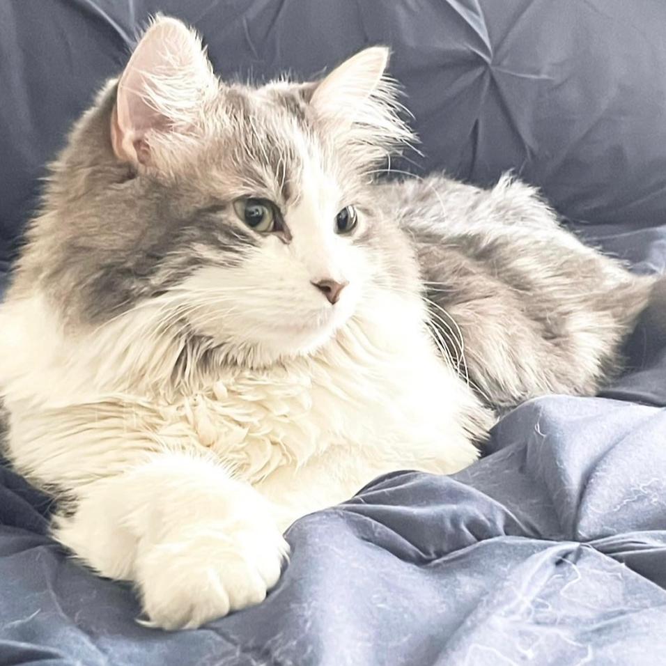 Enlarge Zoey, a Adoptable Domestic Long Hair in Granby, MO image 2/4