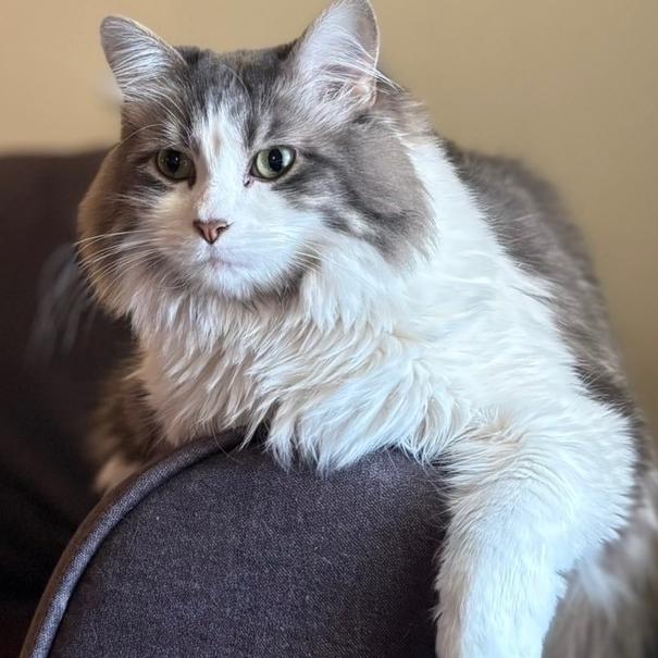 Enlarge Zoey, a Adoptable Domestic Long Hair in Granby, MO image 3/4