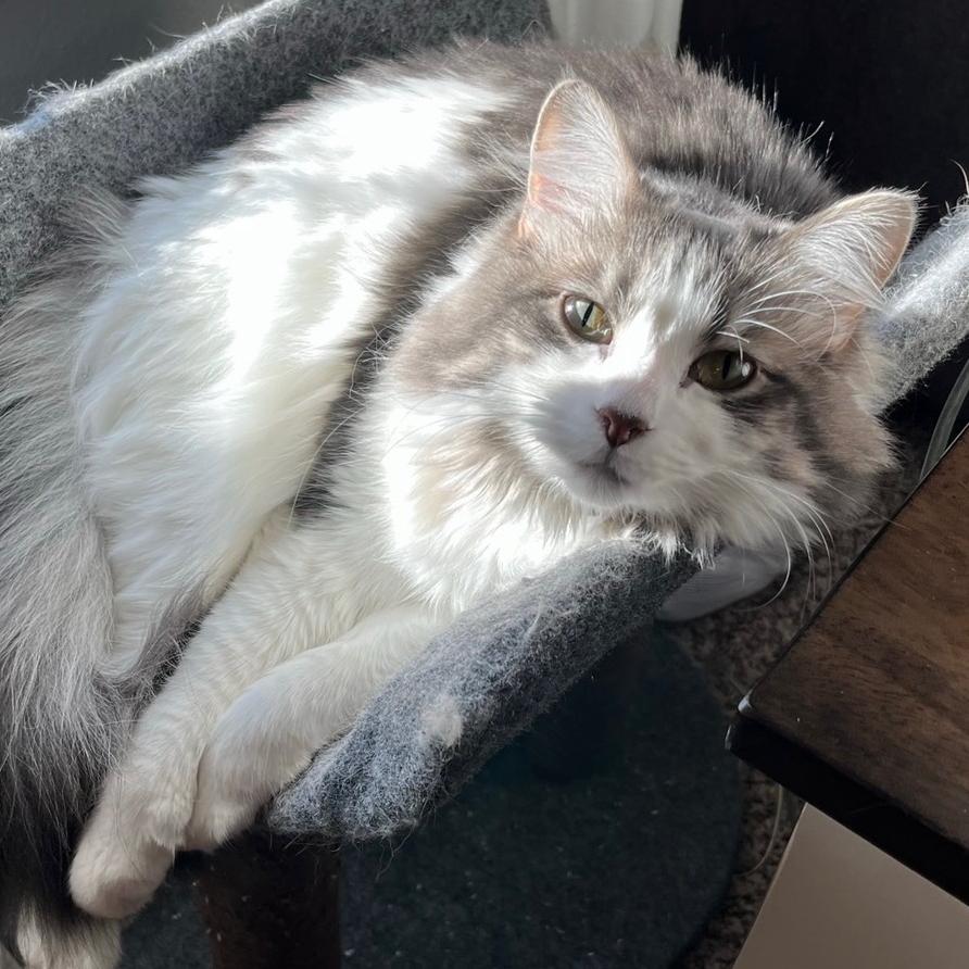 Enlarge Zoey, a Adoptable Domestic Long Hair in Granby, MO image 4/4