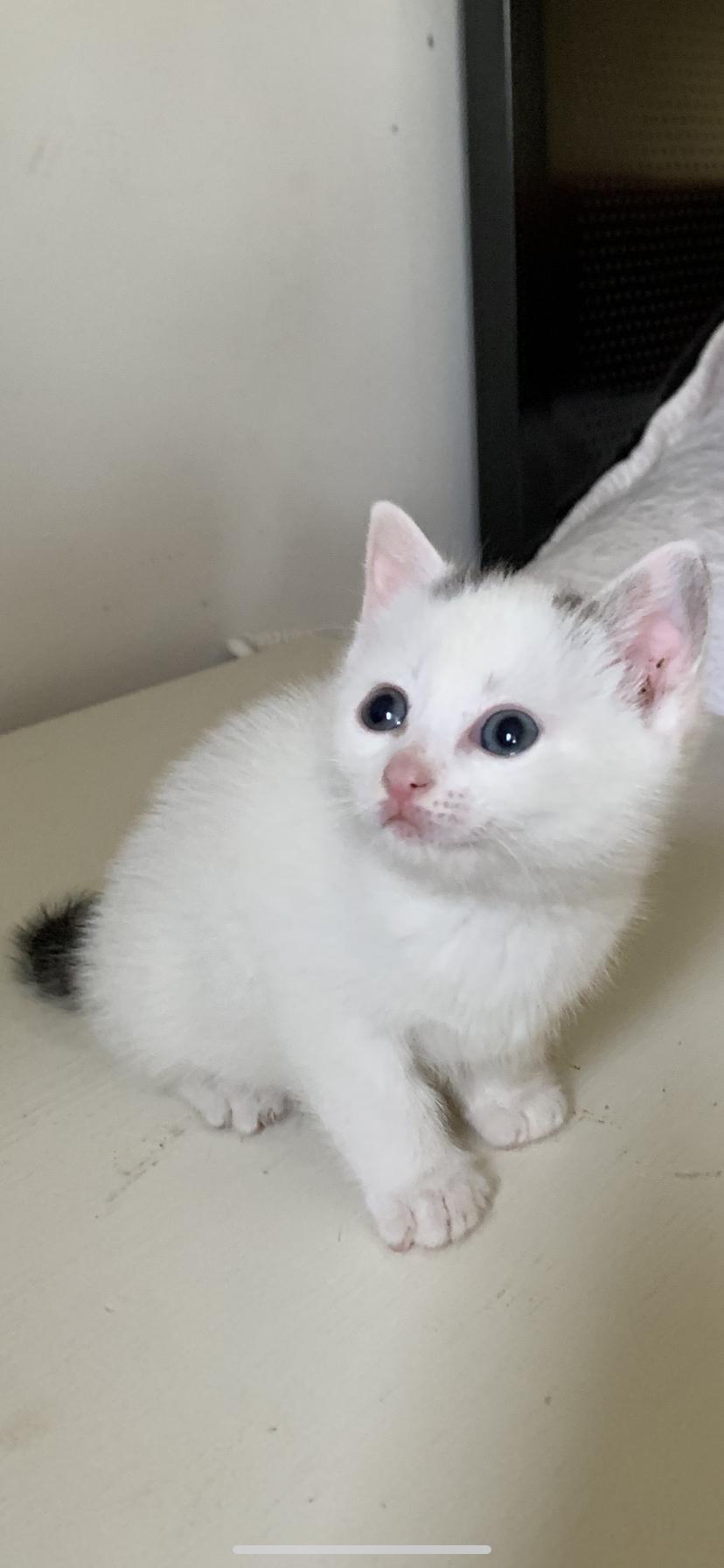 Enlarge Willow, an adoptable Domestic Short Hair in St Stephen, NB image 2/2