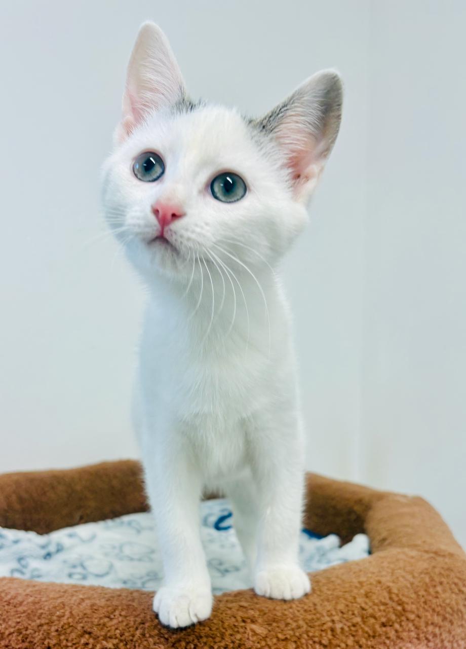 Willow, adoptable, Kitten Female Domestic Short Hair.