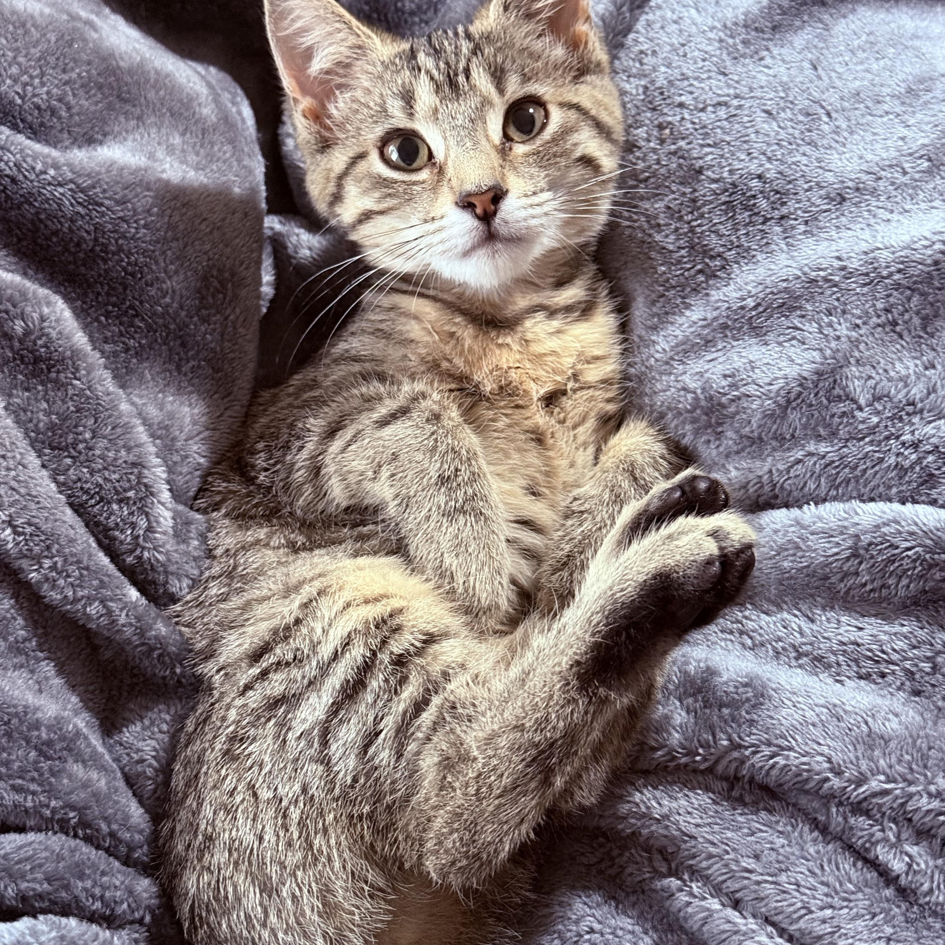 Enlarge Laurie, a Adopted Domestic Short Hair in Smicksburg, pa 16256, PA image 1/5