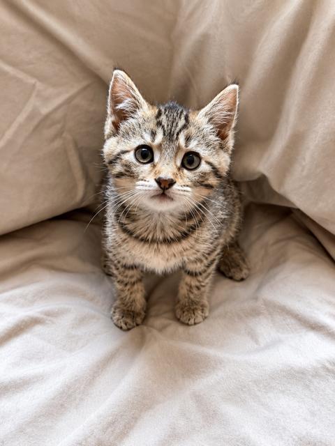 Enlarge Laurie, a Adopted Domestic Short Hair in Smicksburg, pa 16256, PA image 3/5