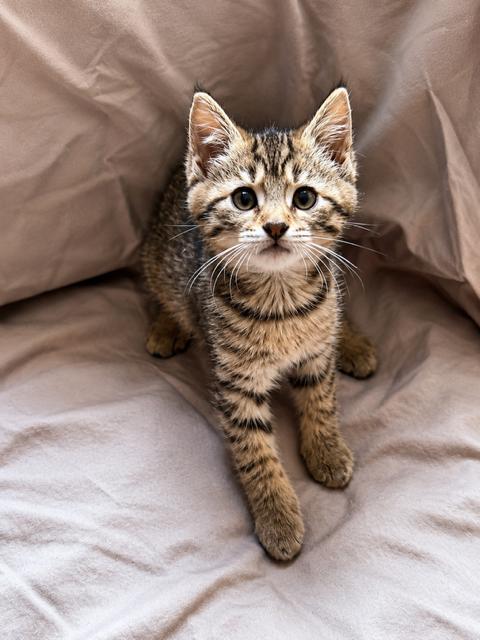 Enlarge Laurie, a Adopted Domestic Short Hair in Smicksburg, pa 16256, PA image 2/5