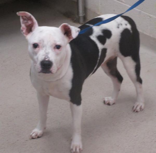 Enlarge Clover (835), a Adoptable mixed breed in Marietta, GA image 1/1