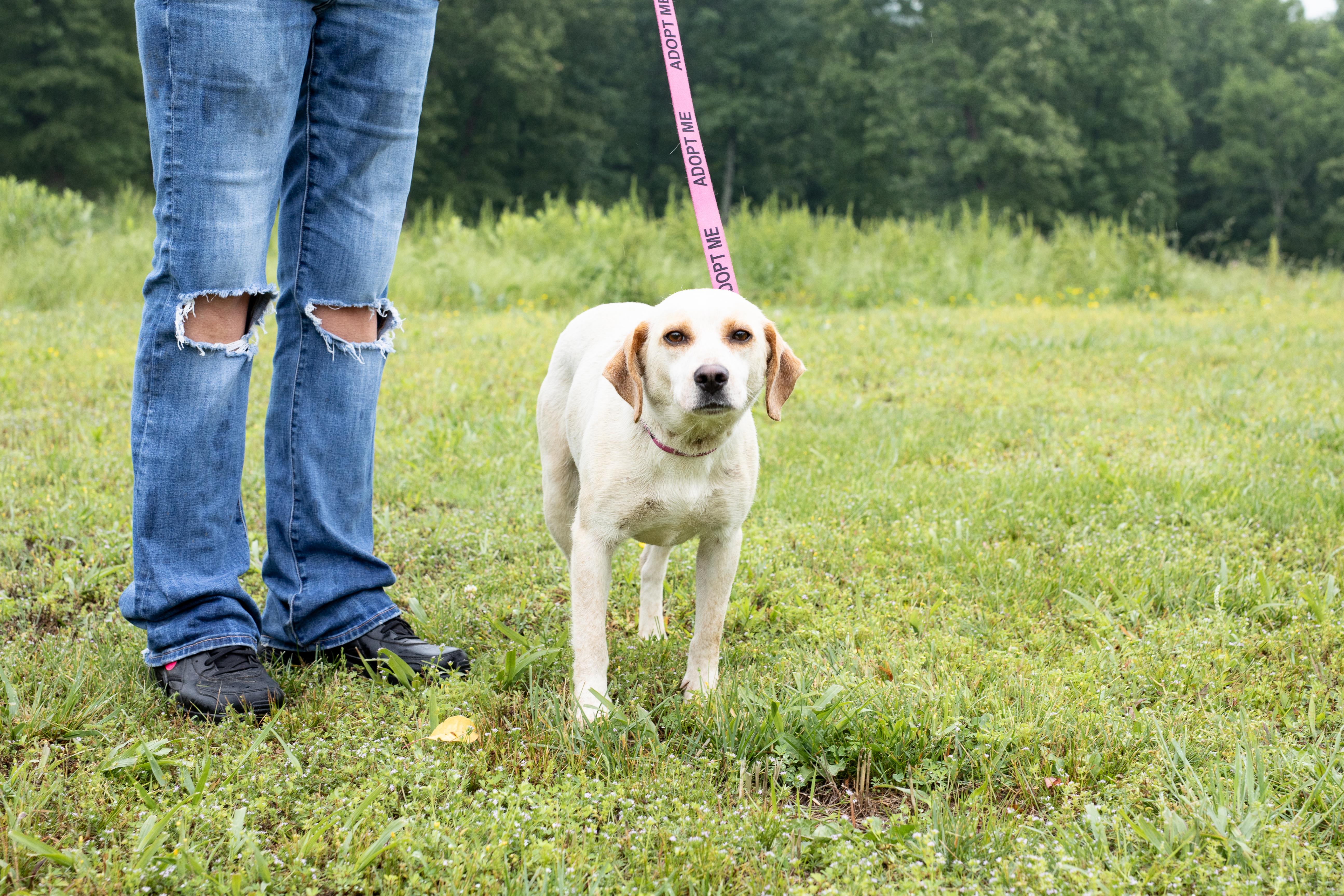 Grace, ADOPTABLE, Adult Female Beagle.