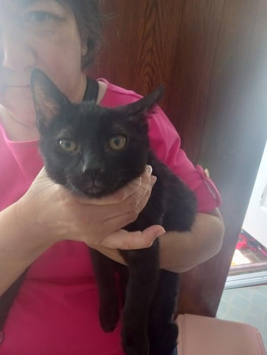 Enlarge BOO, a Adoptable mixed breed in Whitestone, NY image 2/2