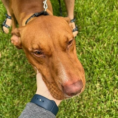 Meet Rocket (aka Rocko) –Smart, Loyal, Affectionate & Couch Cuddle Champion!!!